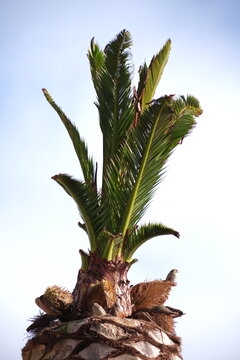 Tratamiento del picudo en palmera