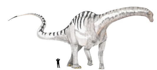 最大級の竜脚類ジュラ紀後期から白亜紀初期に亘って生息したと推定される。地球の歴史上、最大級の生物。全長は30メートルに及ぶ。巨大さゆえに、肉食恐竜に対する保護色は必要なく、その体色は地味であったと考えることもできるが、縞模様と気温上昇の仮説を採用し。白と黒の縞模様を採用して描いた。 © Mineo