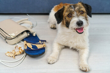 Close-up Jack Russell Terrier looks at the camera, to the left of him are torn bag and flip-flops,...