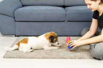 Dog training to follow scent trail at home