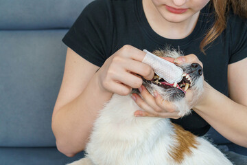 Girl cleans her pet's teeth. Tartar and its prevention.