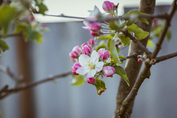 Blooming apple-tree branch close-up in spingtime