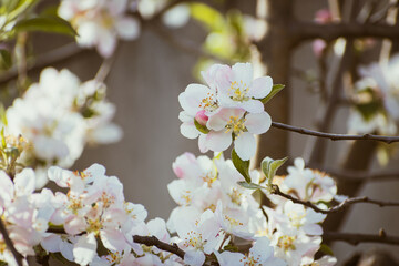 Blooming apple-tree branch close-up in spingtime