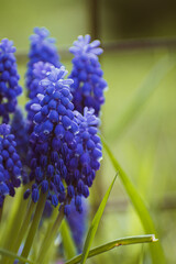 Purple common grape hyacinth background