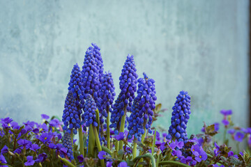 Purple common grape hyacinth background