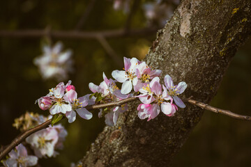 Blooming apple-tree branch close-up in spingtime