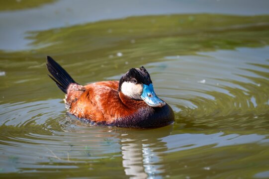 Ruddy Duck with Blue Bill on Pond