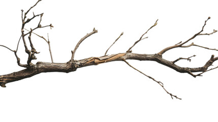 A long branch with a few leaves on it