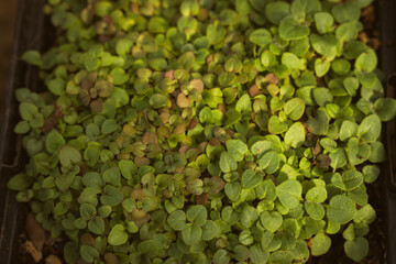 Small oregano in plant nursery
