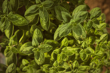 Oregano herb in the garden