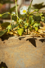 Unripe fruit on a strawberry plant in the summer