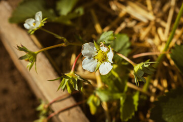 Blooming strawberry plant in the summer