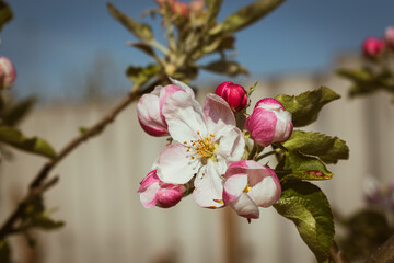 Blooming apple-tree branch close-up in spingtime