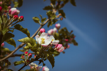 Blooming apple-tree branch close-up in spingtime