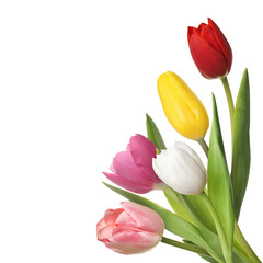 Beautiful colorful tulips isolated on white. Spring flowers