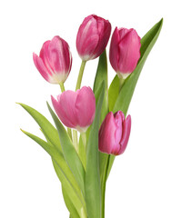 Beautiful colorful tulips isolated on white. Spring flowers