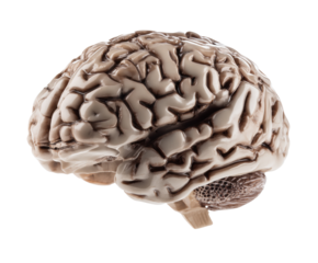 Realistic brain model for educational purposes in anatomy studies on a transparent background, cut out