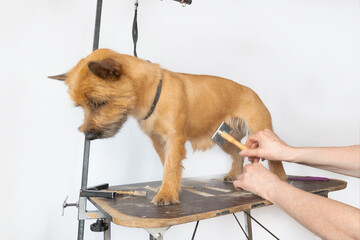 groomer combing wool of spitz in salon, grooming master cuts and shaves, cares for a dog in professional salon for pets. High quality photo