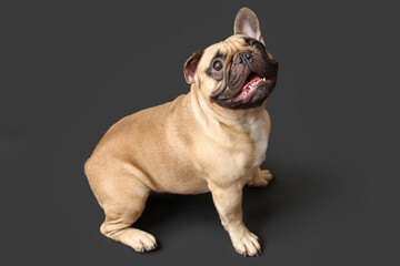 Obraz premium Cute French bulldog sitting against black background