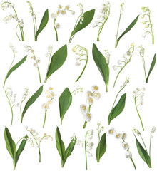 Beautiful lily of the valley flowers isolated on white, set