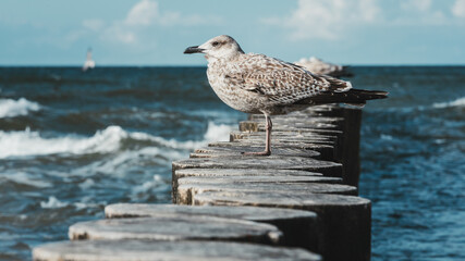 A seagull standing on a breakwater. The sea is visible in the background.