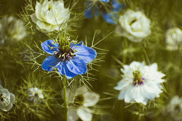 Close-up of white nigella damascena flower