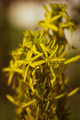 Blooming king's spear flowers in the garden