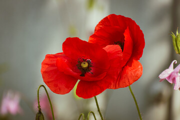 Red poppy flower in garden