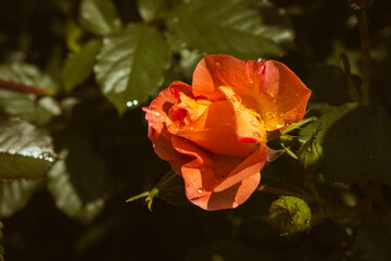 Delicate orange colored rose blooming in the garden