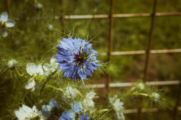 Close-up of white nigella damascena flower