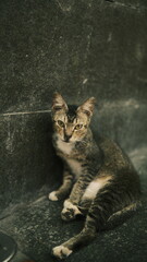 A street cat with piercing yellow eyes rests against a dark stone wall, exuding raw charm and calmness. Its relaxed posture and gritty surroundings highlight urban feline resilience and beauty.
