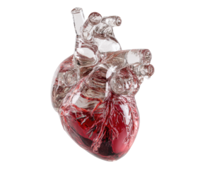Heart sculpture with red detail representing human anatomy concept on a transparent background, cut out