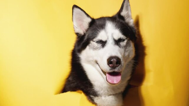 Funny husky with beautiful big blue eyes on pink background. Lovely fluffy dog licking lips. Free space for text. Wide angle horizontal wallpaper or web banner. 