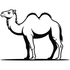camel vector illustration