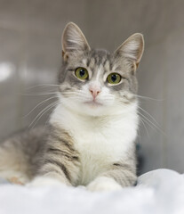 Obraz premium Grey and white kitten resting on an examination table in a veterinary clinic, recovering from a medical procedure while remaining calm and alert, showcasing its adorable features.