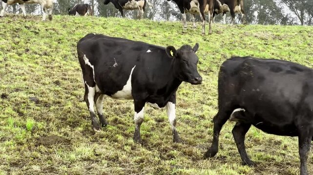 Two black and white cows are headbutting each other on a grassy hillside, while more cows graze in the background on a cloudy day.