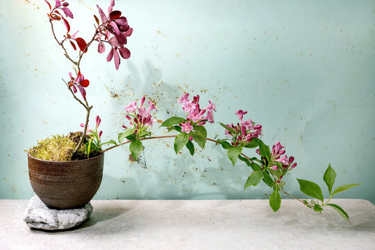 Pink Flowering Plant in Clay Pot