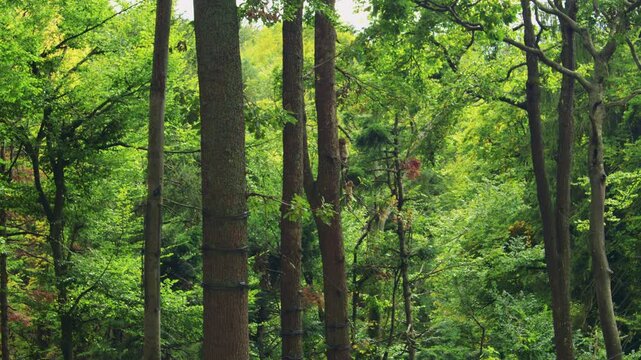 Two Barbary macaques climb tall, mossy trees in a lush green forest, surrounded by dense foliage. A group of fluffy Berber monkeys in their natural habitat.