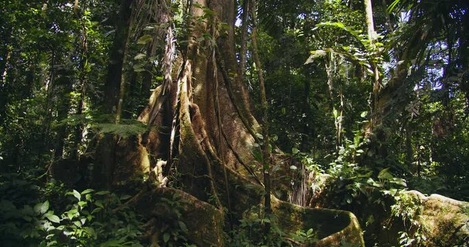 Amazonian Giant supported by tree roots like walls from below, explored deep in Peru&rsquo;s lush jungle.