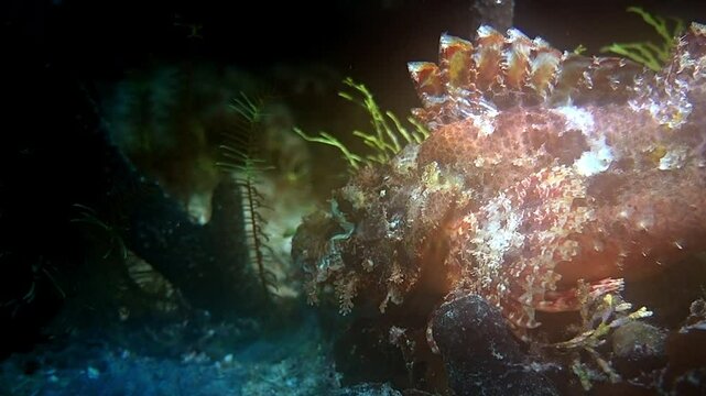 Face of a tasseled scorpionfish on a coral reef in the Banda Sea, Indonesia.