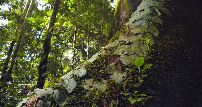 Exploring mossy roots of a rainforest giant in Peru&rsquo;s Amazon, spreading wide across the forest floor with secondary growth of vines
