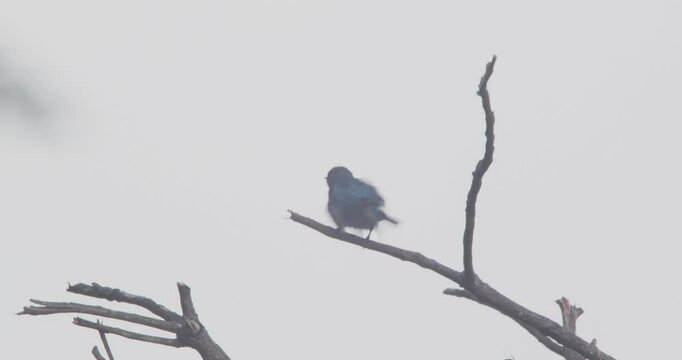 Blue colored male Swallow Tanager bird sings loudly from a bare branch high above Peru&rsquo;s vibrant Amazon rainforest.