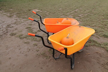 A Pair of Orange Wheelbarrows Holding Fresh Pumpkins.