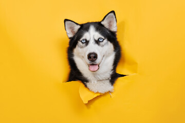 Portraite of cute husky out of hole in colored background. smiling dog on bright trendy yellow background. Free space for text. © KDdesignphoto