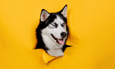 Portraite of cute husky out of hole in colored background. smiling dog on bright trendy yellow background. Free space for text.