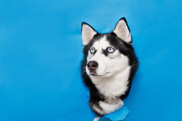 Portraite of cute husky out of hole in colored background. smiling dog on bright trendy yellow background. Free space for text.