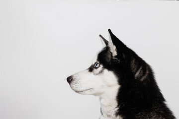 Funny husky with beautiful big blue eyes on gray background. Lovely fluffy dog licking lips. Free space for text. Wide angle horizontal wallpaper or web banner. 