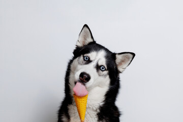 Funny husky with beautiful big blue eyes eats ice cream on gray background. Lovely fluffy dog licking lips. Free space for text. Wide angle horizontal wallpaper or web banner. 