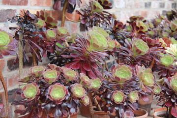 A Display of Red and Green Succulent Plants.