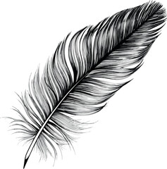 Obraz premium B&W feather illustration, each line precisely draw.